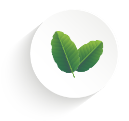 illustration plante bois d'inde piment